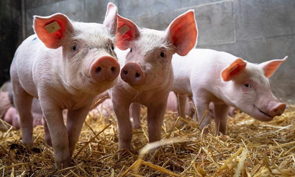 africka-svinjska-kuga