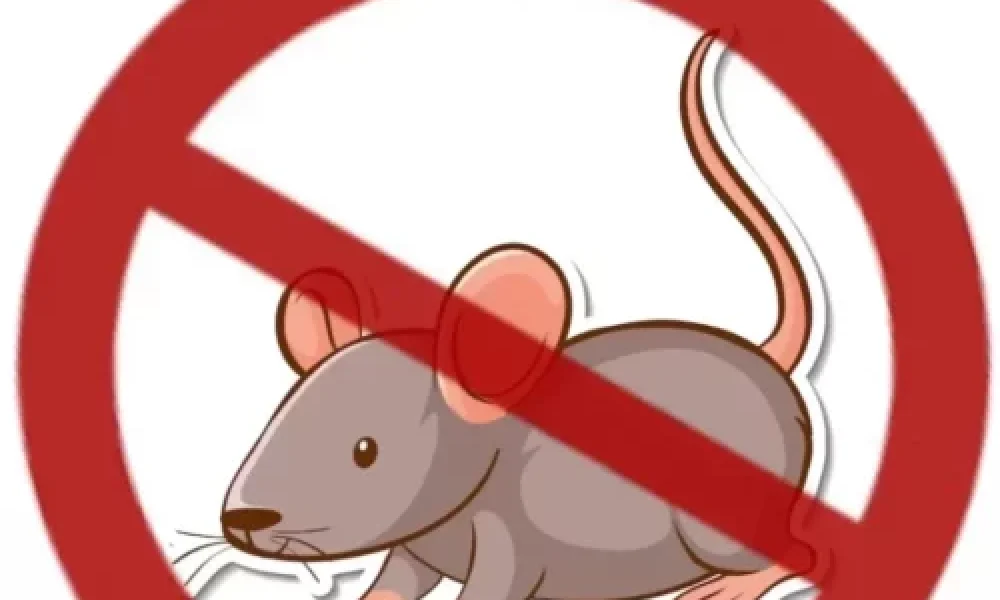 deratizacija-2024