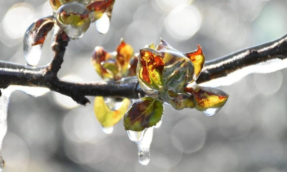 fruit-trees-5159110_1280-1280x650