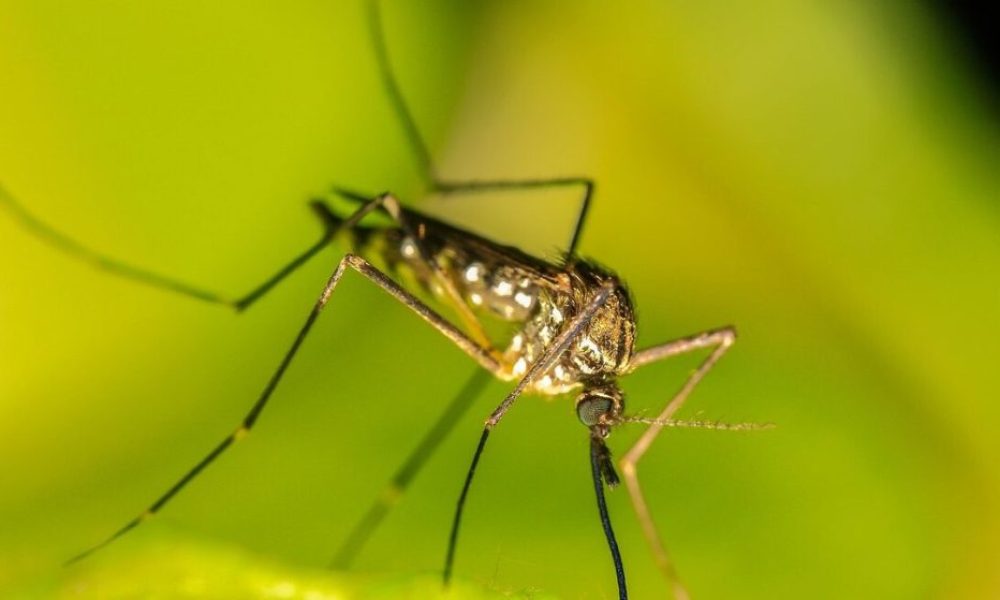 mosquito-4583101_1280-1280x650