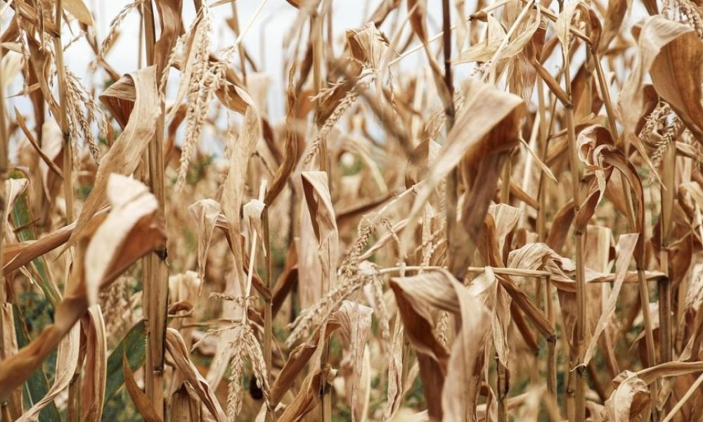 straw-3099288_1280-1280x650